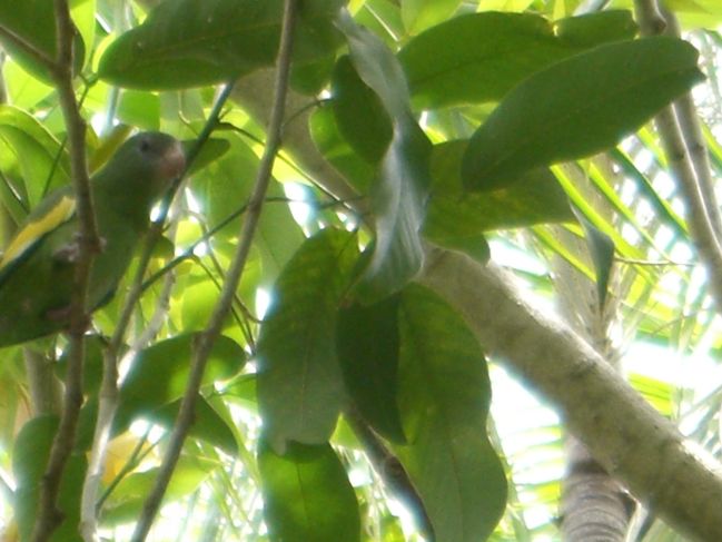  2006:11:22 12:19:32   Parrot in mango tree - UFPA.jpg